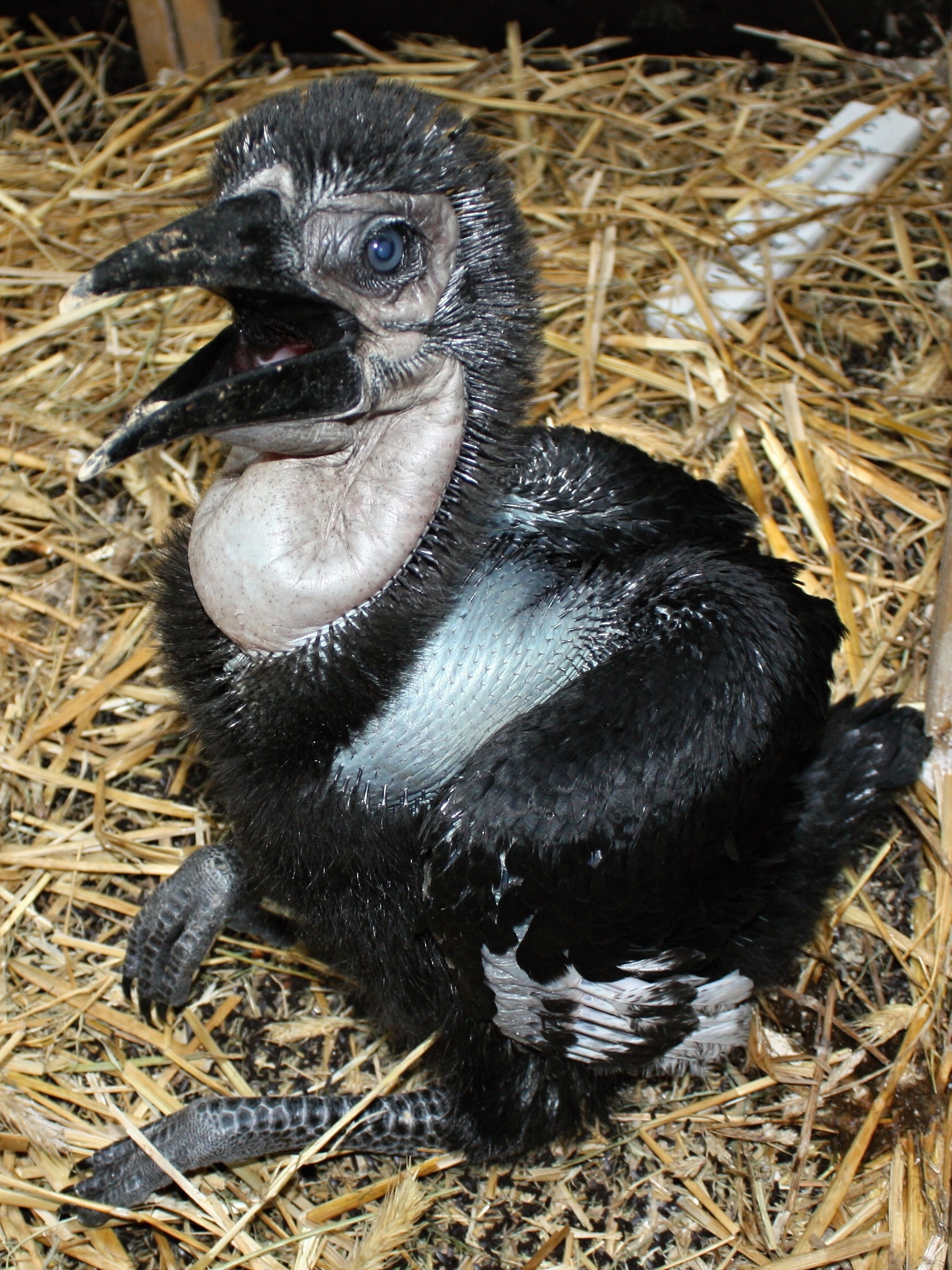 Šestitýdenní mládě. Foto: Antonín Vaidl, Zoo Praha